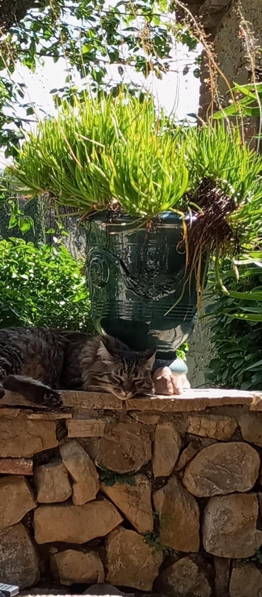 Magnanerie Le Mas D'Elise Boisset-et-Gaujac Esterno foto